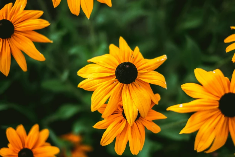a bunch of yellow flowers sitting on top of a lush green field, pexels contest winner, orange and black, cottagecore flower garden, colors: yellow, long petals