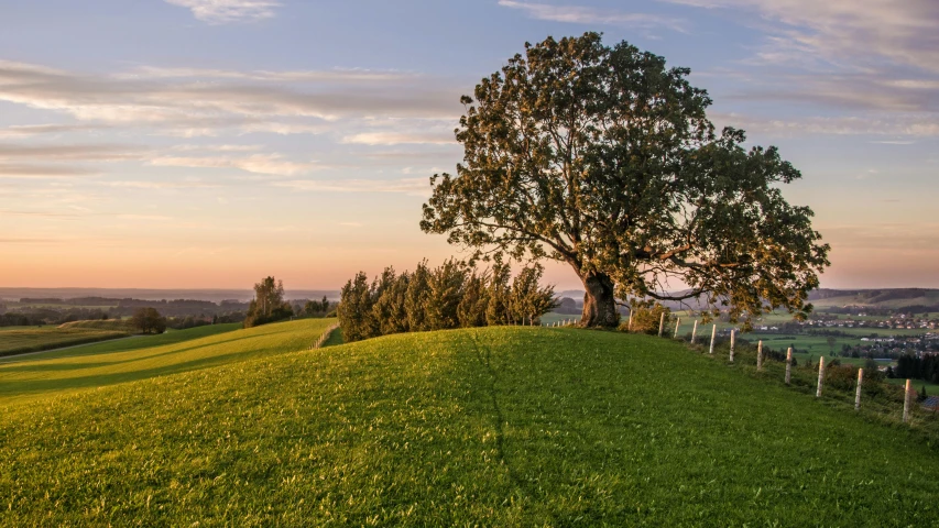 a tree sitting on top of a lush green hillside, by Peter Churcher, unsplash contest winner, renaissance, sunset + hdri, lush lawn, sydney park, farming