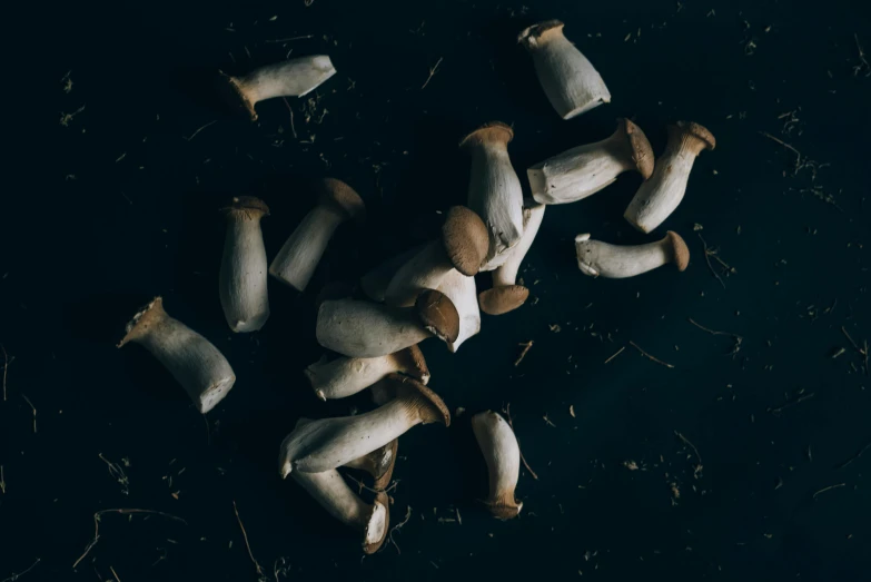 a bunch of mushrooms that are on the ground, by Elsa Bleda, dark-toned product photos, cut, thumbnail, grey