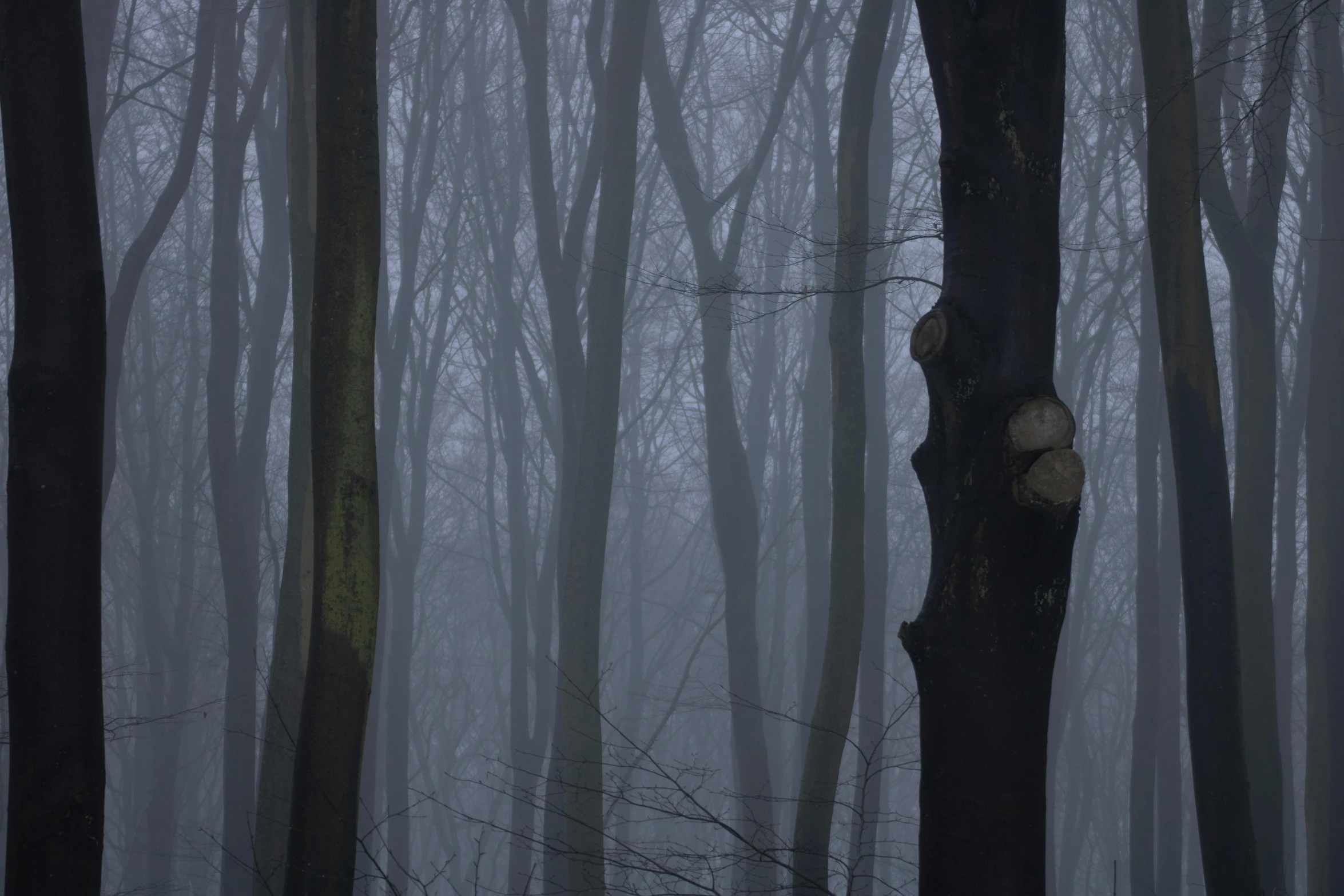 a black and white photo of a foggy forest, by Eglon van der Neer, pexels contest winner, tonalism, pale blue fog, ((trees)), dark wood, dark