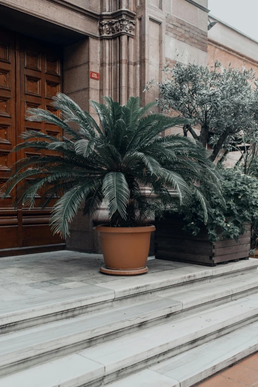 a couple of potted plants sitting on the steps of a building, inspired by Tomàs Barceló, pexels contest winner, renaissance, tree palms in background, muted brown, ostrich feathers, exterior view