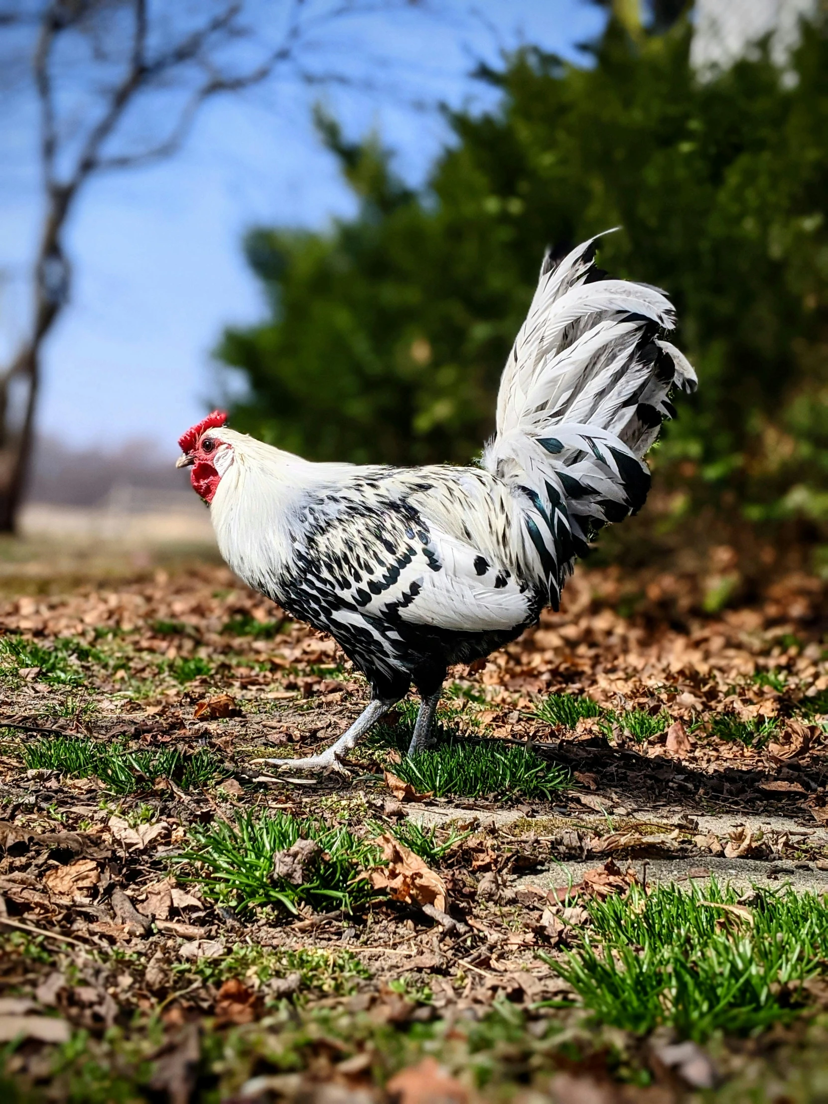 a rooster standing on top of a grass covered field, white mohawk, highly polished, stunning quality, very ornate