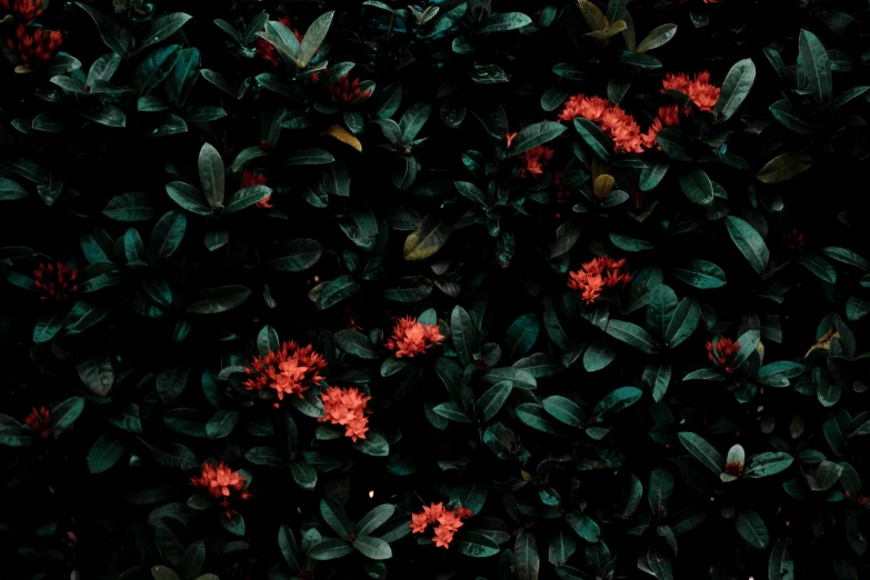 a close up of a plant with red flowers, an album cover, inspired by Elsa Bleda, pexels contest winner, hurufiyya, dark flower pattern wallpaper, green flora forest, 4 k hd wallpapear, a high angle shot