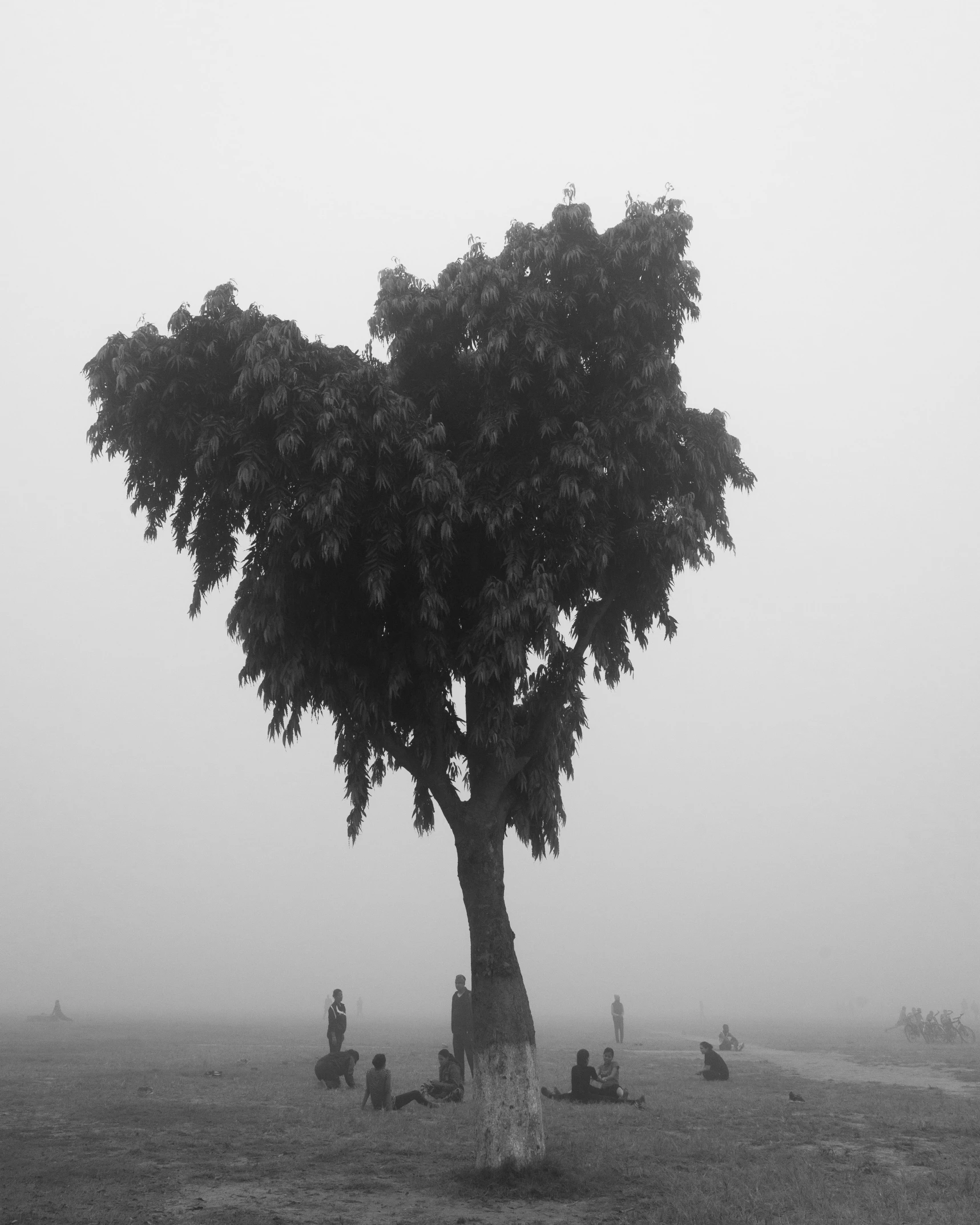 a black and white photo of a tree in a field, by Kailash Chandra Meher, environmental art, city fog, person made of tree, love and death, :: morning