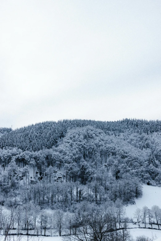 a herd of cattle standing on top of a snow covered field, lush evergreen forest, cannon snow covered trees, white sky, ios