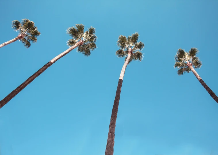 a group of tall palm trees against a blue sky, an album cover, by Carey Morris, unsplash contest winner, the city of santa barbara, light blue clear sky, hq 4k phone wallpaper, medium format