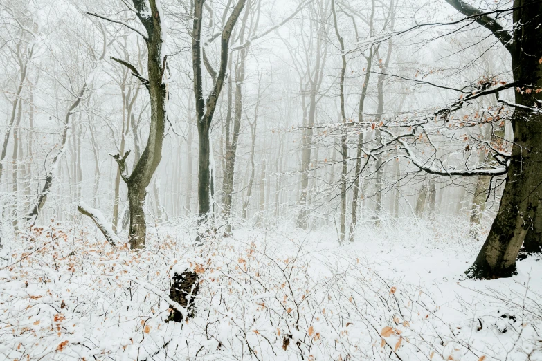 a fire hydrant in the middle of a snowy forest, a photo, inspired by Elsa Bleda, pexels contest winner, 2 5 6 x 2 5 6 pixels, forest. white trees, foggy photo 8 k, kacper niepokolczycki