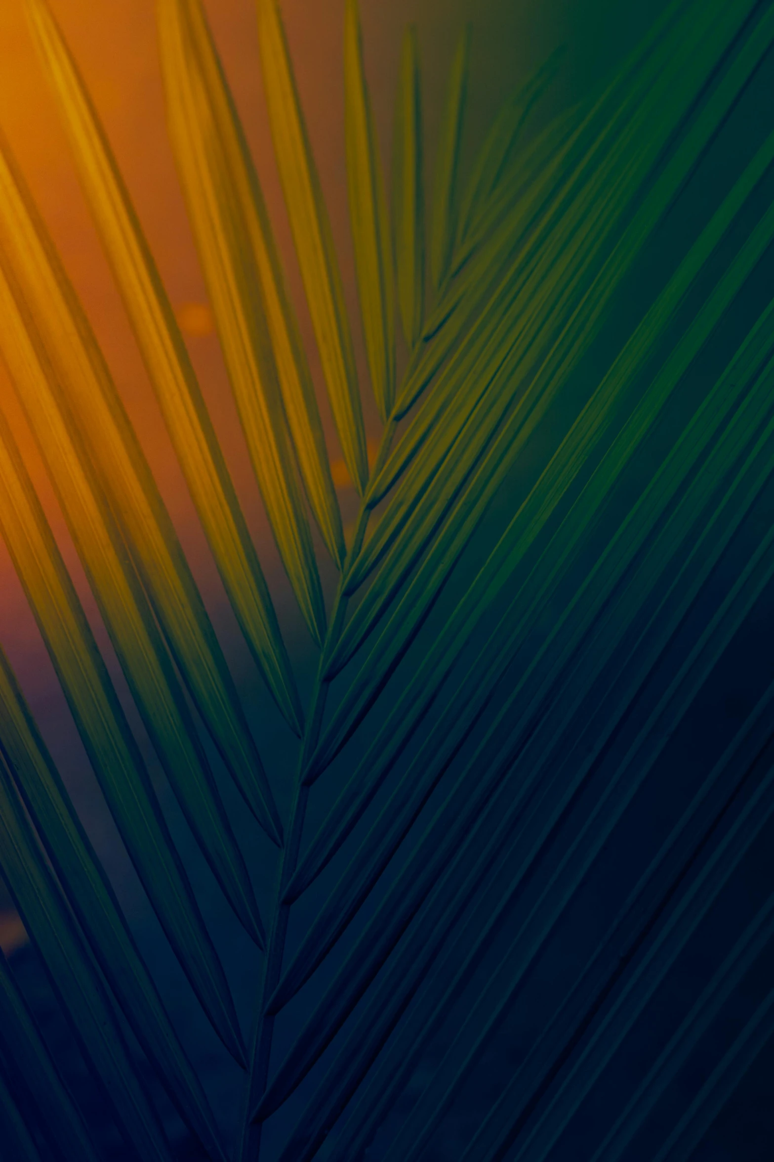 a close up of a palm leaf with the sun in the background, a screenshot, inspired by Elsa Bleda, unsplash, color gradient, multicolor, multiple stories, midnight colors