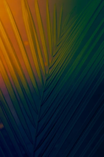 a close up of a palm leaf with the sun in the background, a screenshot, inspired by Elsa Bleda, unsplash, color gradient, multicolor, multiple stories, midnight colors