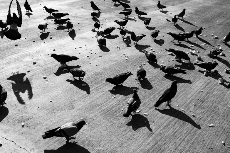 a black and white photo of a flock of pigeons, a black and white photo, big shadows, shot on iphone 1 3 pro max, bird\'s eye view, on the concrete ground