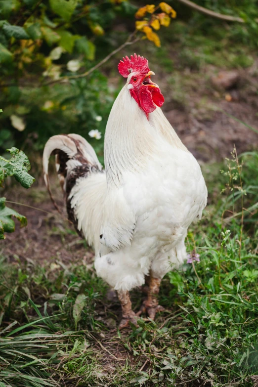 a white rooster standing on top of a lush green field, slide show, moulting, jen atkin, photograph