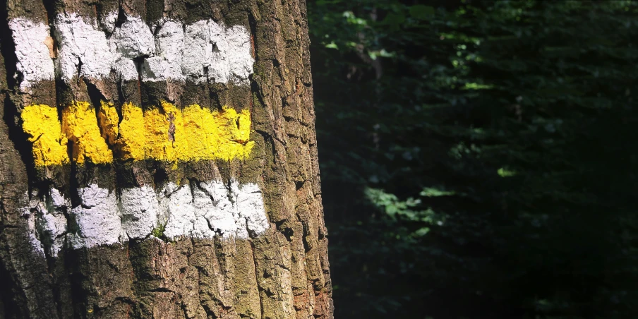 a yellow and white sign on a tree, by Bradley Walker Tomlin, pexels, land art, three colors, forest trail, post-processing. high detail, thumbnail