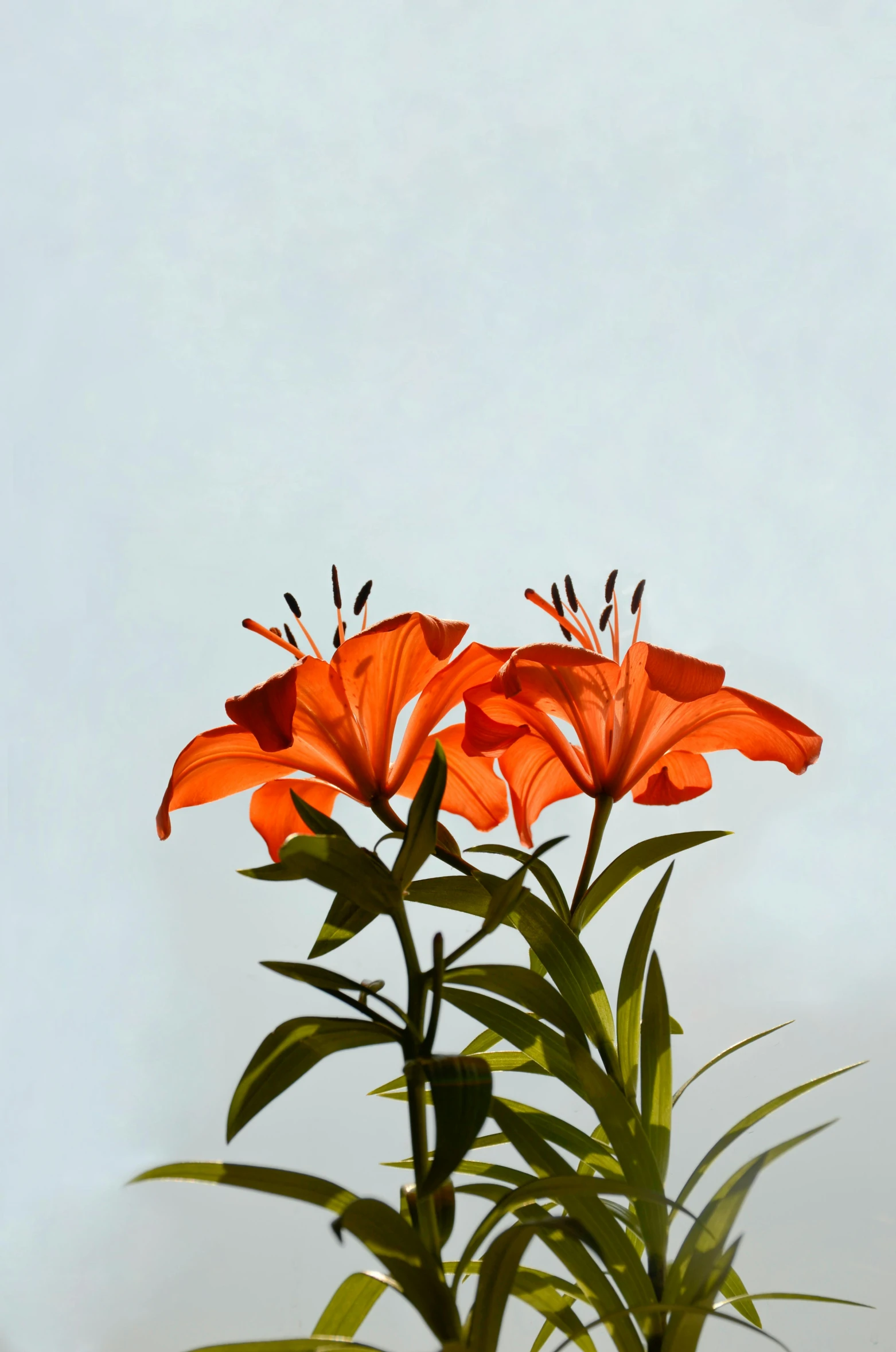 a couple of orange flowers sitting on top of a green plant, a still life, trending on unsplash, photorealism, lily, plain background, today\'s featured photograph 4k, back - lit