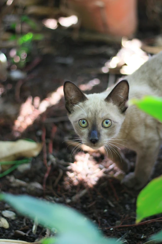 a cat that is standing in the dirt, sitting on a leaf, up close, pale head, staring directly into camera