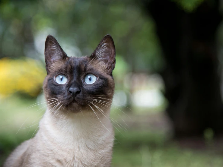 a siamese cat with blue eyes sitting in the grass, unsplash, sumatraism, 2019 trending photo, brown, mixed animal, bali