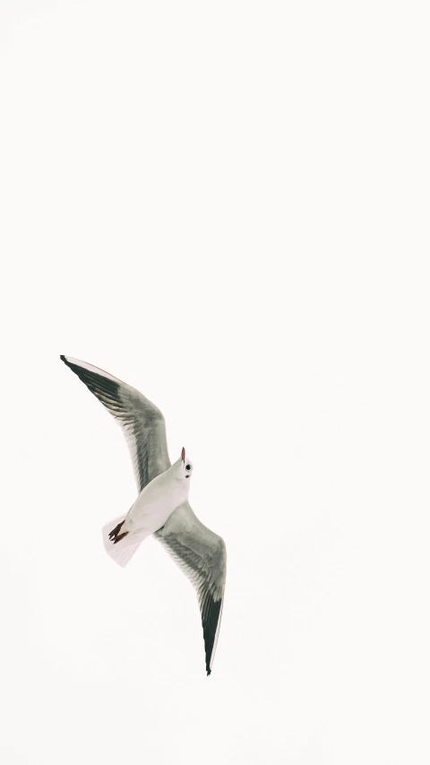 a bird that is flying in the sky, trending on pexels, minimalism, white background”, portlet photo