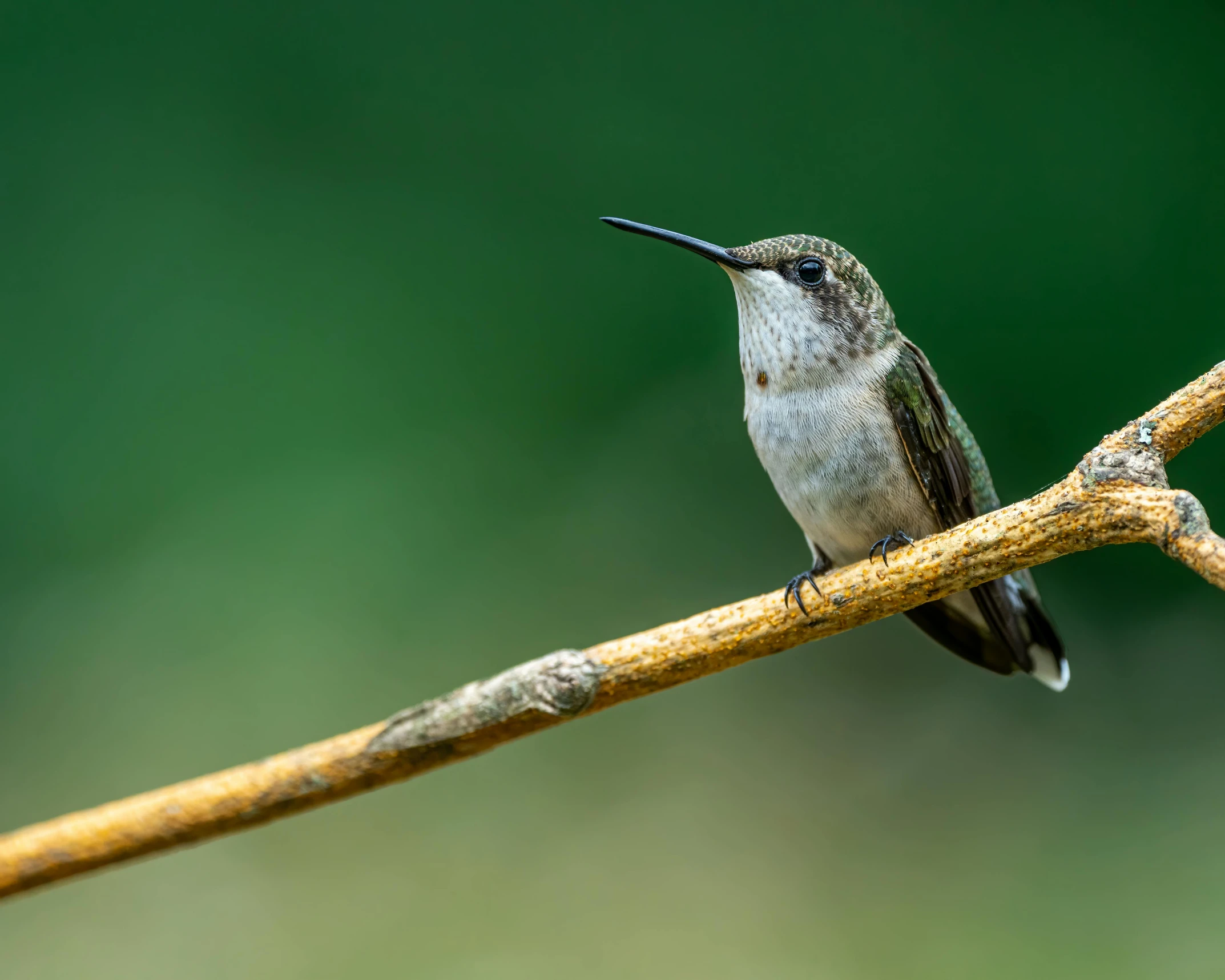 a small bird sitting on top of a tree branch, hummingbirds, looking off to the side, photograph