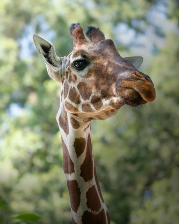 a close up of a giraffe with trees in the background, posing for a picture