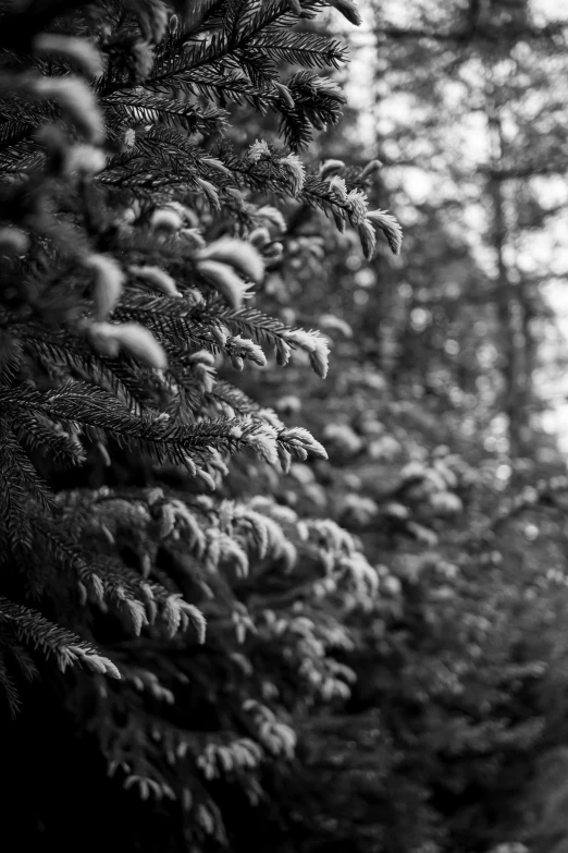 a man riding a snowboard down a snow covered slope, a black and white photo, by Jacob Kainen, unsplash, process art, dense coniferous forest. spiders, ((trees)), hasselblad film bokeh, fluffy''