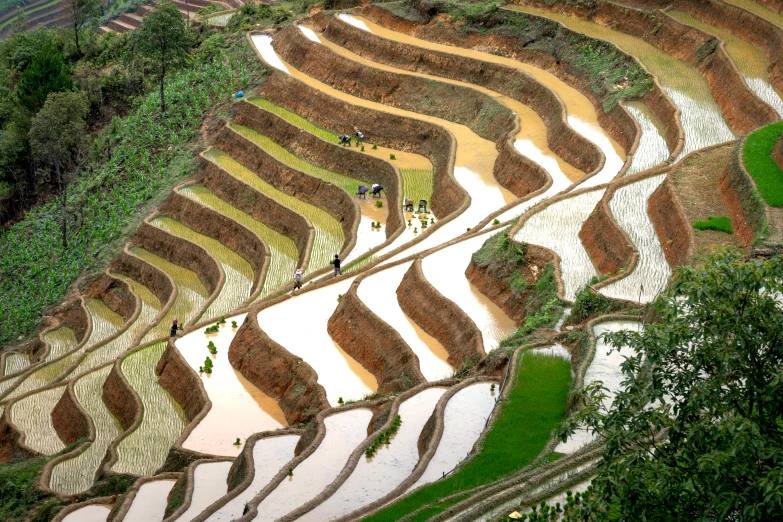 a group of people standing on top of a lush green hillside, pexels contest winner, land art, staggered terraces, rice, kaleidoscopic, avatar image