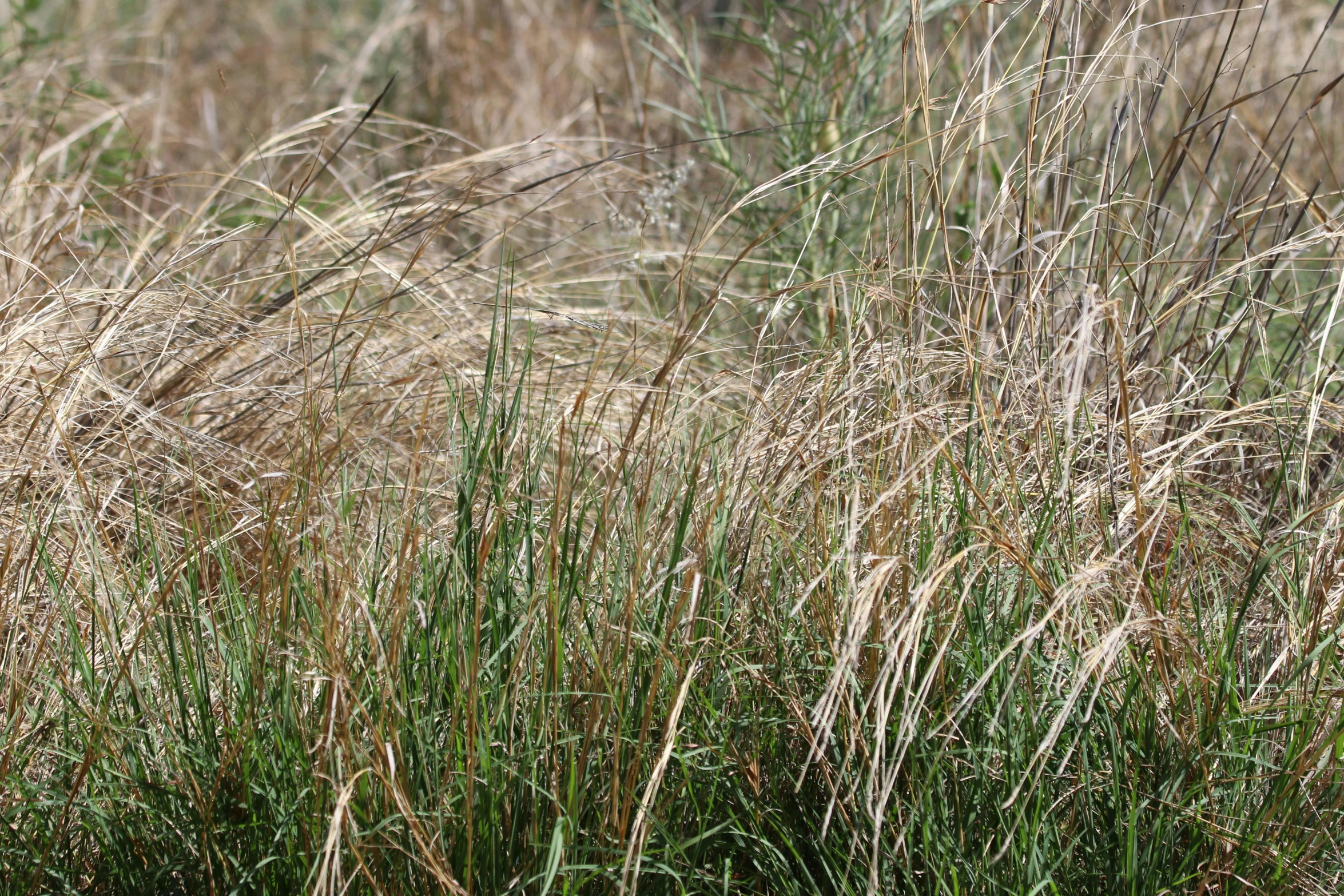 a fire hydrant in the middle of a field of tall grass, by Linda Sutton, hurufiyya, texture detail, big brown fringe, subtle wear - and - tear, various sizes