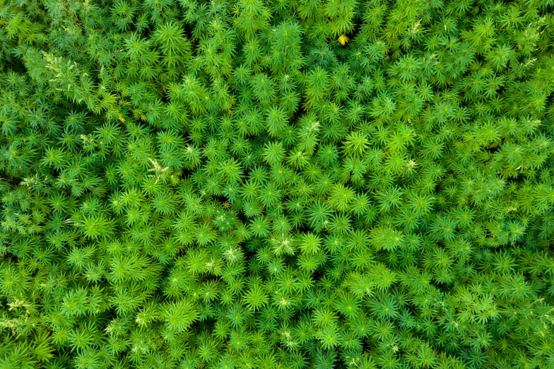 a close up view of a green plant, by Jan Rustem, seamless texture, top down perspective, bright nordic forest, flat texture