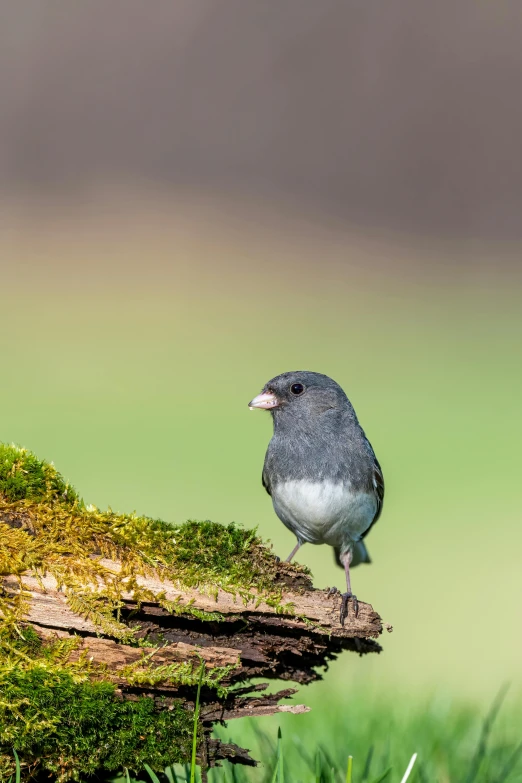 a small bird sitting on top of a moss covered log, blue and grey, slide show, looking serious, dressed in a gray