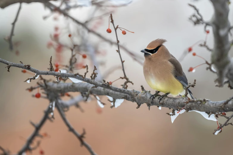 a bird sitting on top of a tree branch, in the winter, sharp focus »