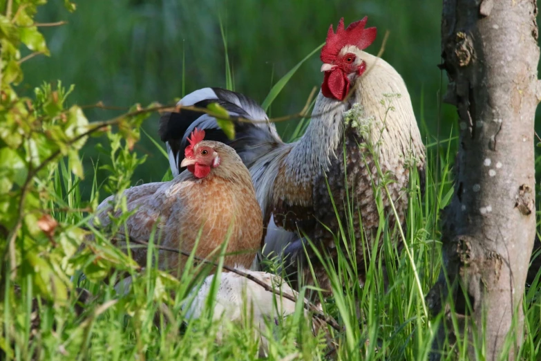 a couple of chickens standing on top of a lush green field, profile image