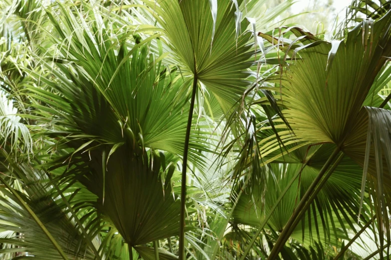 a couple of birds sitting on top of a palm tree, by Alice Mason, unsplash, sumatraism, verdant plant wall, rays, as seen from the canopy, parasols