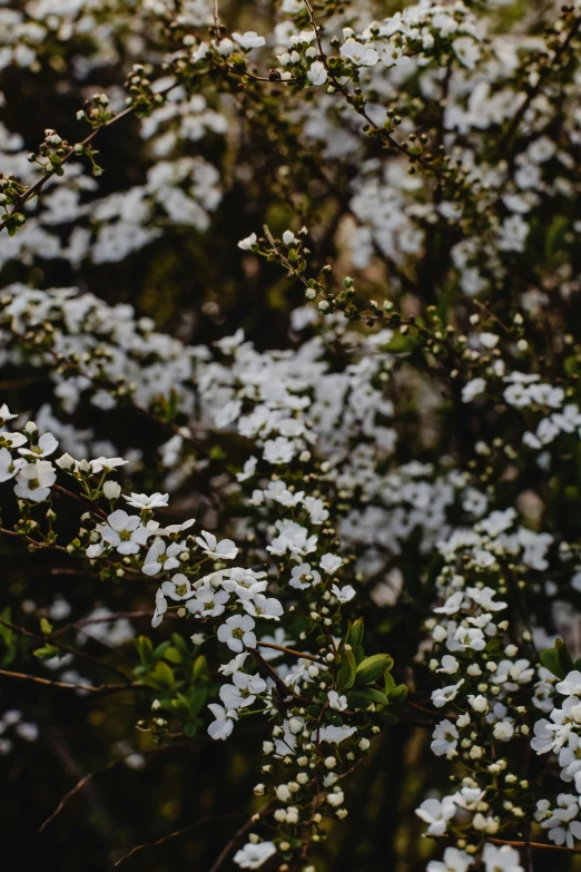 a bunch of white flowers sitting on top of a tree, an album cover, inspired by Elsa Bleda, trending on unsplash, happening, nothofagus, loosely cropped, spring early morning, lots of people