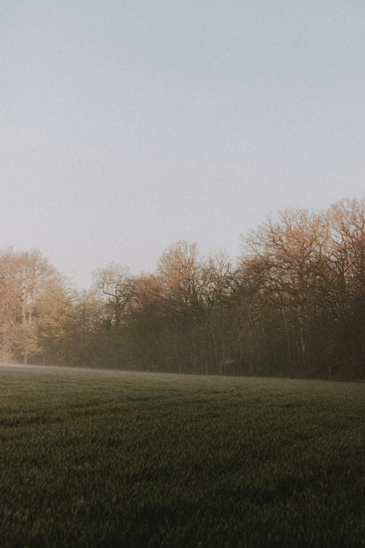 a man flying a kite on top of a lush green field, an album cover, unsplash contest winner, tonalism, hazy morning foggy, sparse bare trees, soft light.4k, germany. wide shot