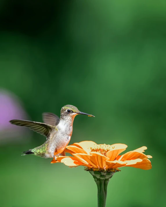 a hummingbird sitting on top of an orange flower, by Jim Nelson, pexels contest winner, on a pedestal, marigold, high-quality photo, high resolution image