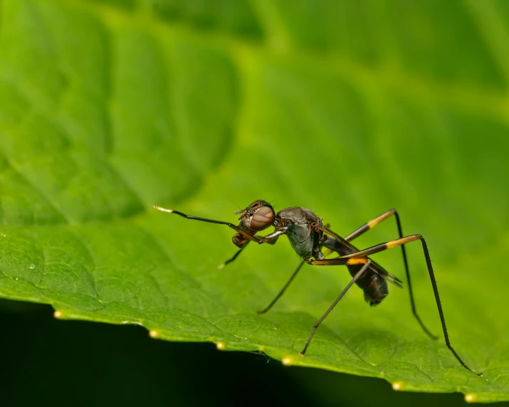 a mosquito sitting on top of a green leaf, by Jan Rustem, pexels contest winner, figuration libre, tank with legs, ant alien, young male, desktop wallpaper