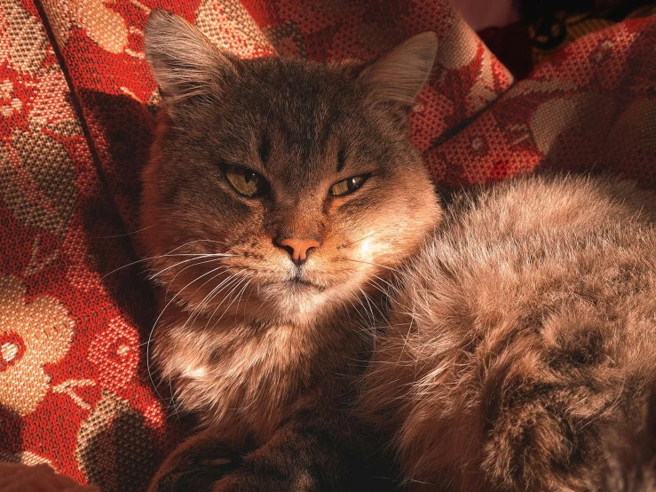 a cat that is laying down on a couch, a portrait, unsplash, on a sumptuous tablecloth, redwall, warm glow, peruvian looking