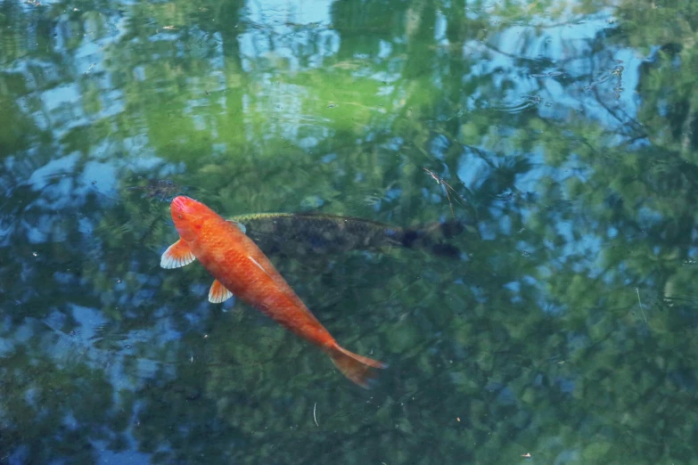 a fish that is swimming in some water, sitting at a pond, red water, al fresco, highly realistic photograph