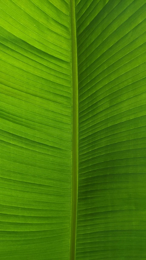 a close up of a green banana leaf, pexels, full frame image, taken on iphone 1 3 pro, illuminated, high resolution