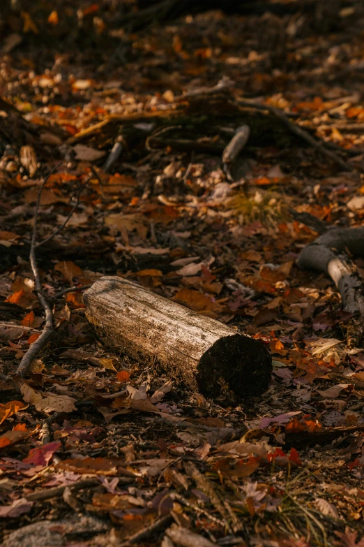 a teddy bear sitting on top of a pile of leaves, sitting on a log, forest floor, in the evening, slide show