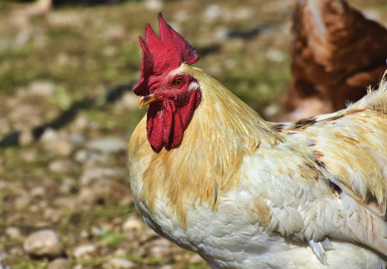 a group of chickens standing on top of a grass covered field, a portrait, pexels contest winner, renaissance, humanoid feathered head, seen from the side, kete butcher, half and half