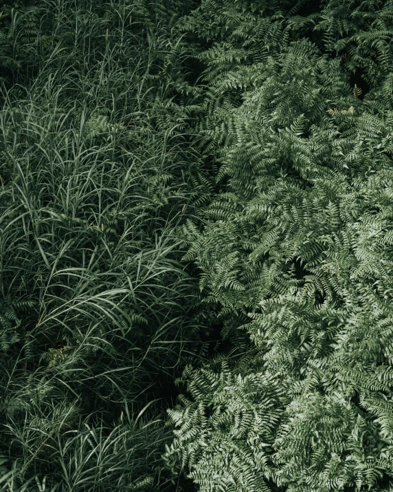 a red fire hydrant sitting in the middle of a lush green forest, inspired by Elsa Bleda, unsplash, hurufiyya, stylized grass texture, ( ( dark green, overgrown with huge ferns, seen from above