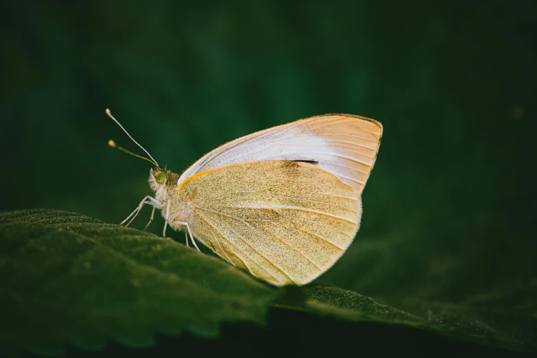 a close up of a butterfly on a leaf, a macro photograph, unsplash, hurufiyya, intense albino, high - resolution, small, phot