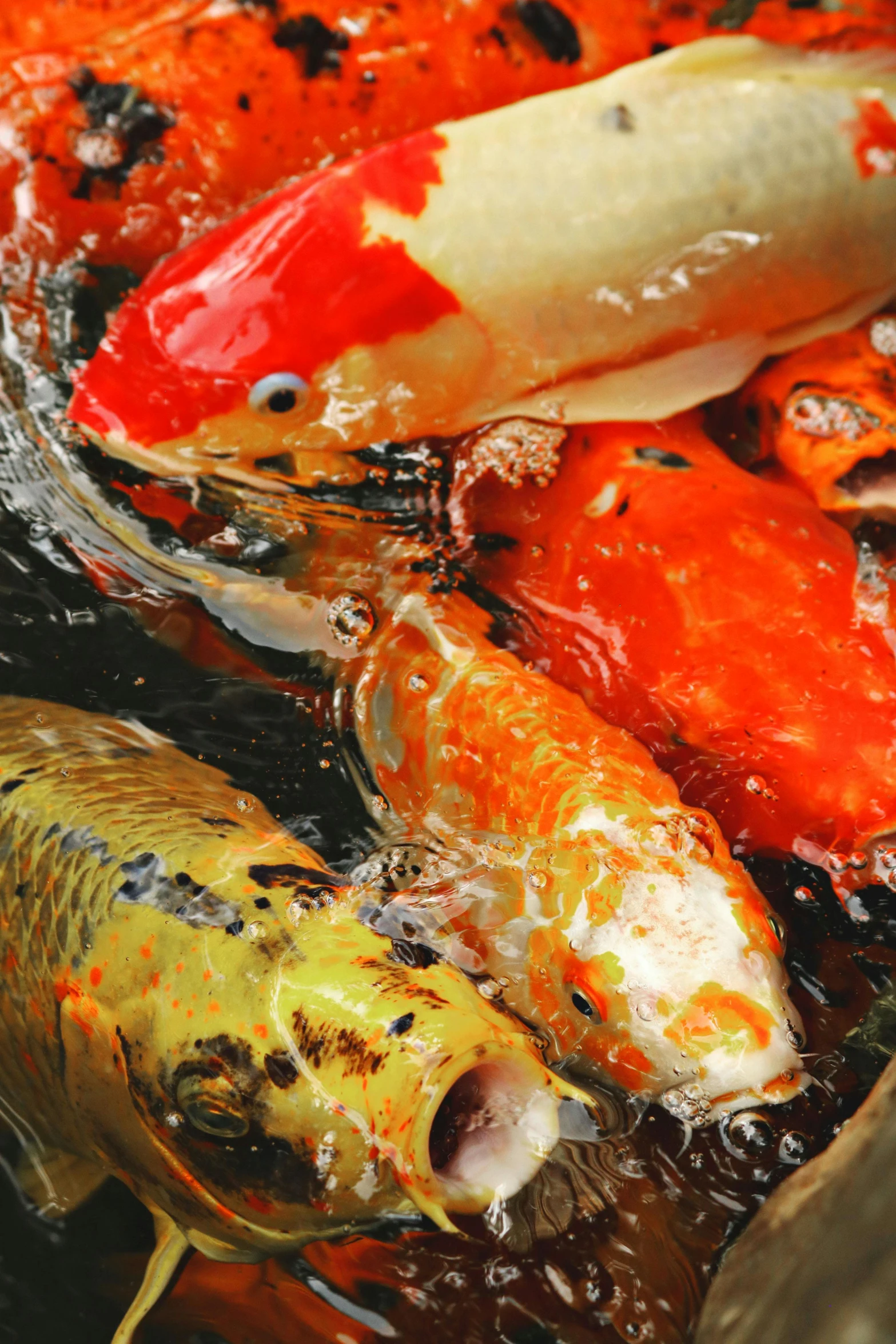 a group of koi fish swimming in a pond, by David Simpson, unsplash, process art, closeup at the food, warm coloured, screensaver, kiss