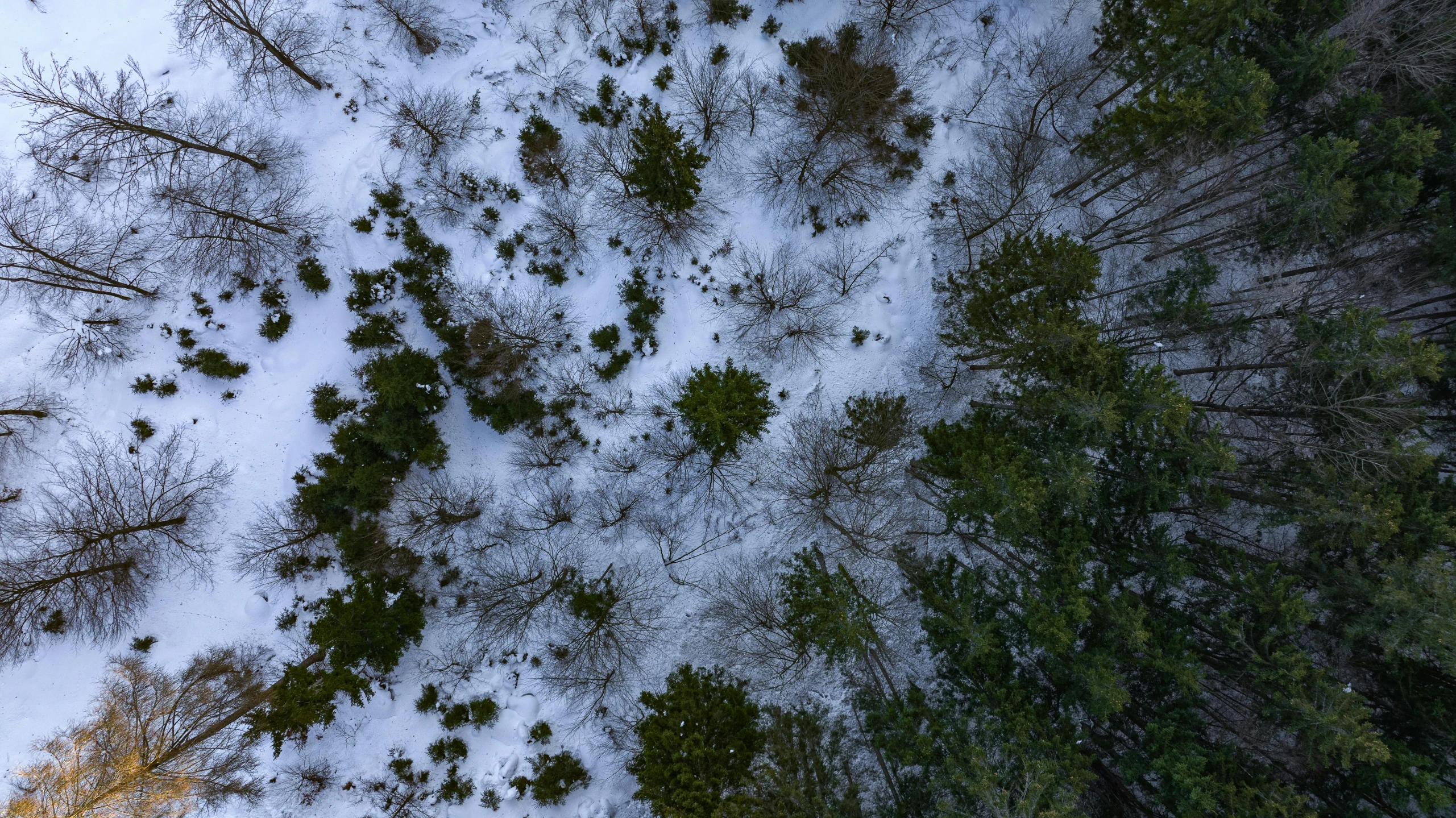 a forest filled with lots of trees covered in snow, an album cover, unsplash, land art, worm's eye view from the floor, ((trees)), top down perspecrive, high fov