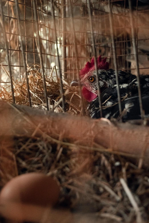 a close up of a chicken in a cage, shutterstock contest winner, renaissance, film still promotional image, inside a farm barn, multiple stories, adi meyers