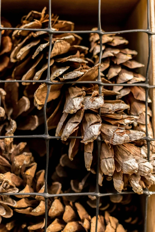 a box filled with lots of pine cones, by David Simpson, visual art, rough wooden fence, close up image, spines and towers, cone shaped