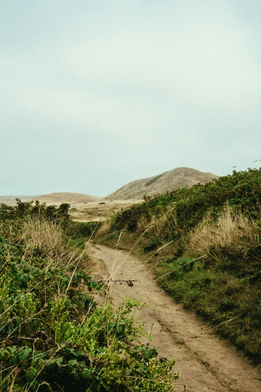 a dirt road in the middle of a grassy field, an album cover, inspired by Benjamin Williams Leader, unsplash, hills and ocean, hiking trail, thick bushes, sand banks