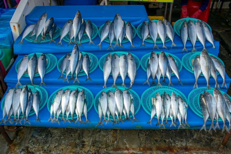 a bunch of fish sitting on top of a blue tray, full of silver layers, boats, in a row, with a whitish