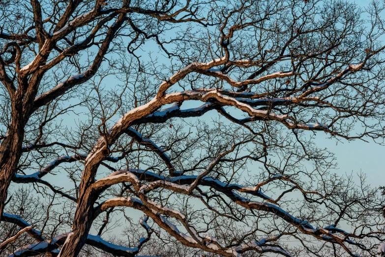 a large tree with lots of snow on it, a portrait, inspired by Patrick Dougherty, unsplash, color ( sony a 7 r iv, blue veins, beautiful late afternoon, the treetops of giant oaks