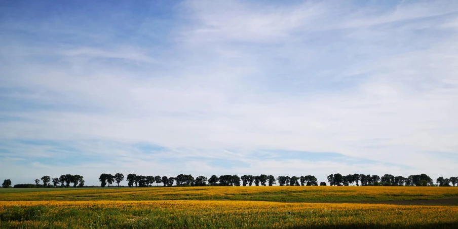 a field of grass with trees in the distance, unsplash contest winner, color field, yellow and blue, plain uniform sky, farms, low - level view