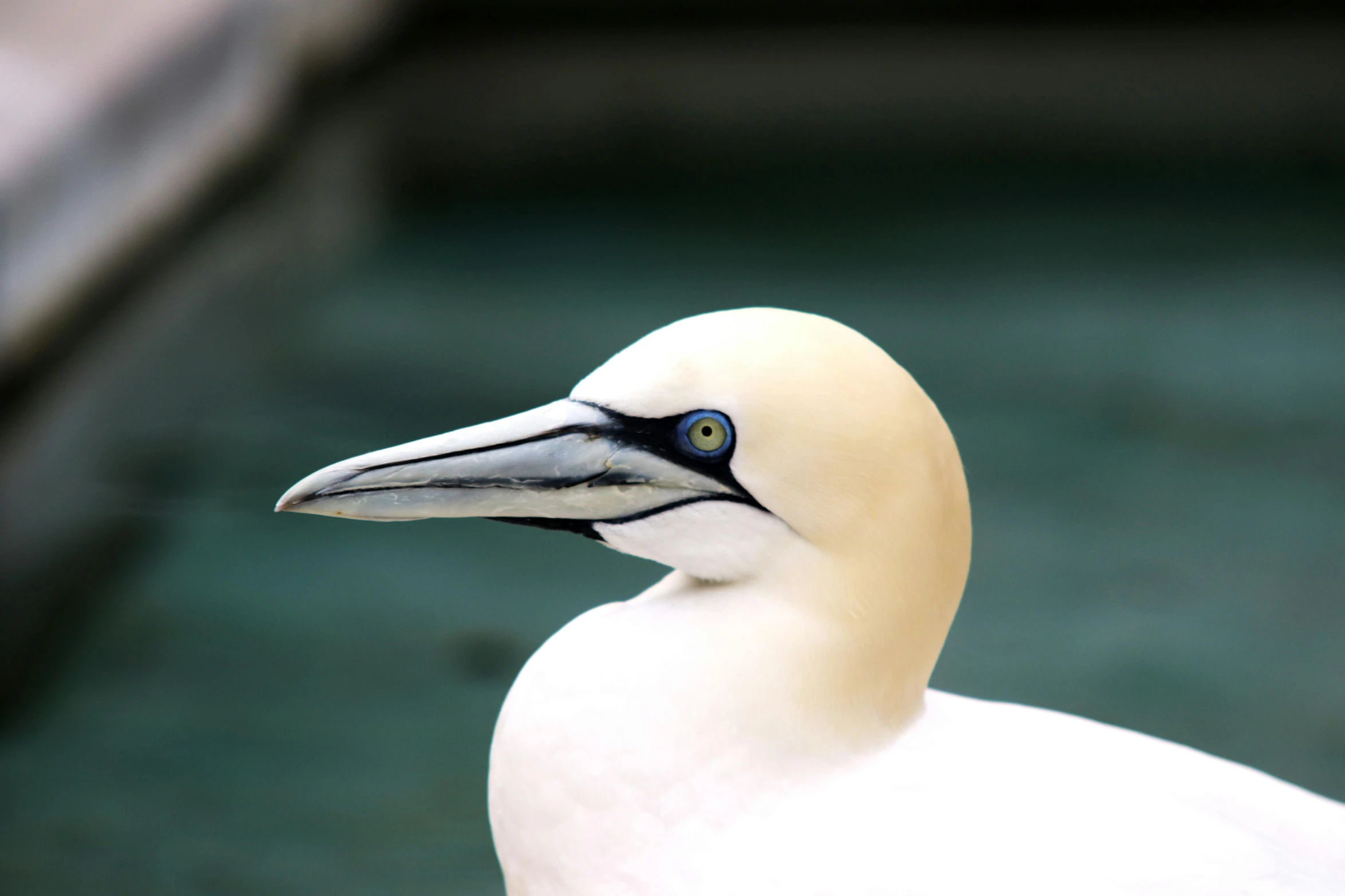 a close up of a bird near a body of water, pexels contest winner, hurufiyya, pale white face, he has an elongated head shape, king of the sea, amanda lilleston